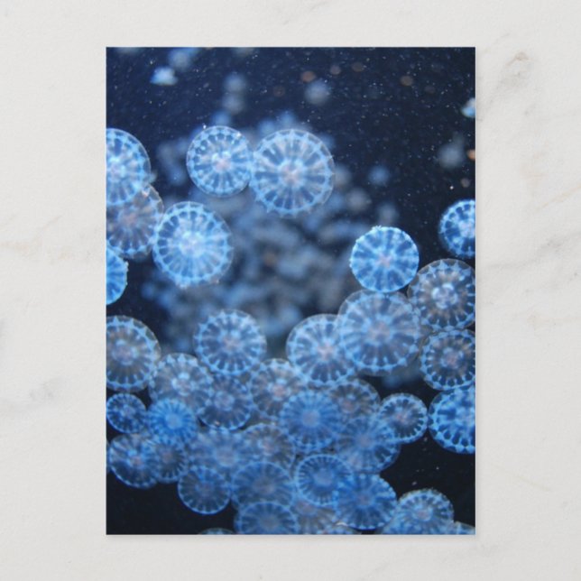Jellyfish Postcard (Front)