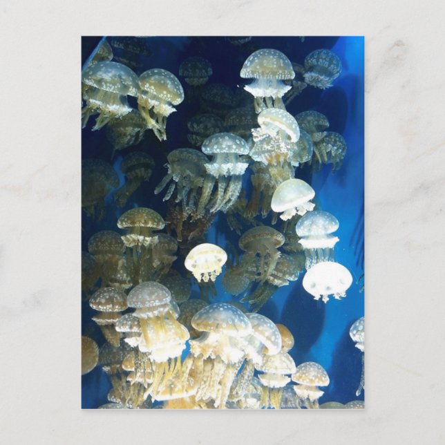 Jellyfish postcard (Front)