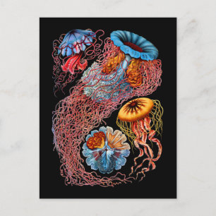 Jellyfish Postcard