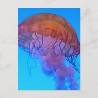 Jellyfish Postcard