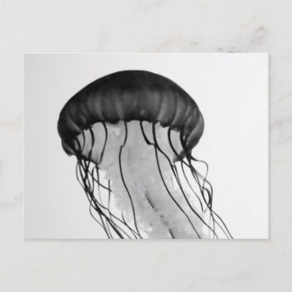 Jellyfish Postcard