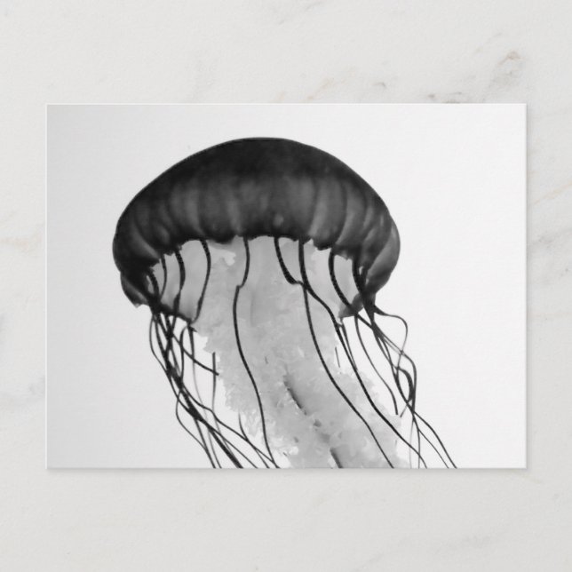 Jellyfish Postcard (Front)