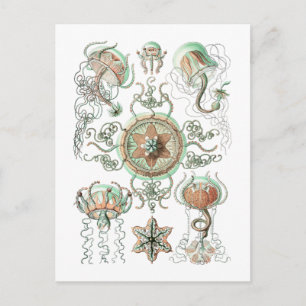 Jellyfish Postcard