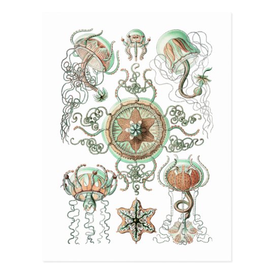Jellyfish Postcard