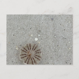Jellyfish  postcard