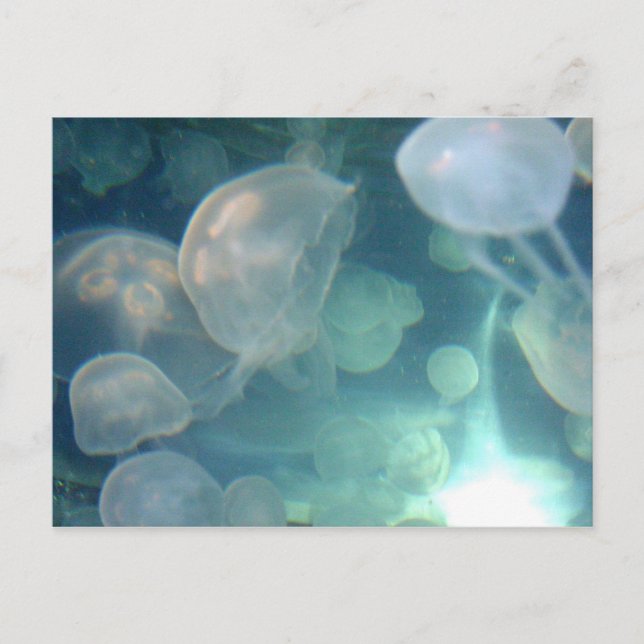 Jellyfish Postcard (Front)