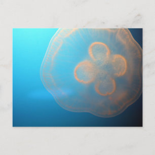 Jellyfish Postcard