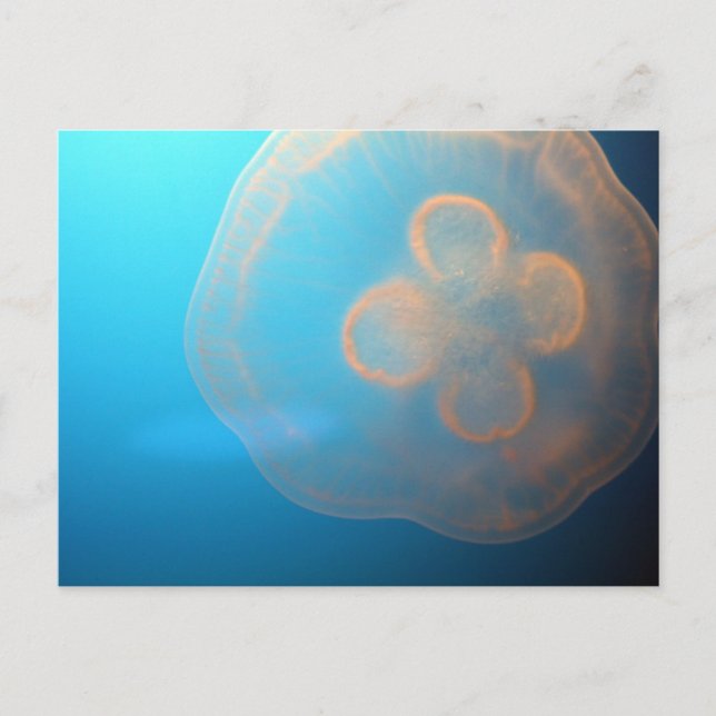 Jellyfish Postcard (Front)