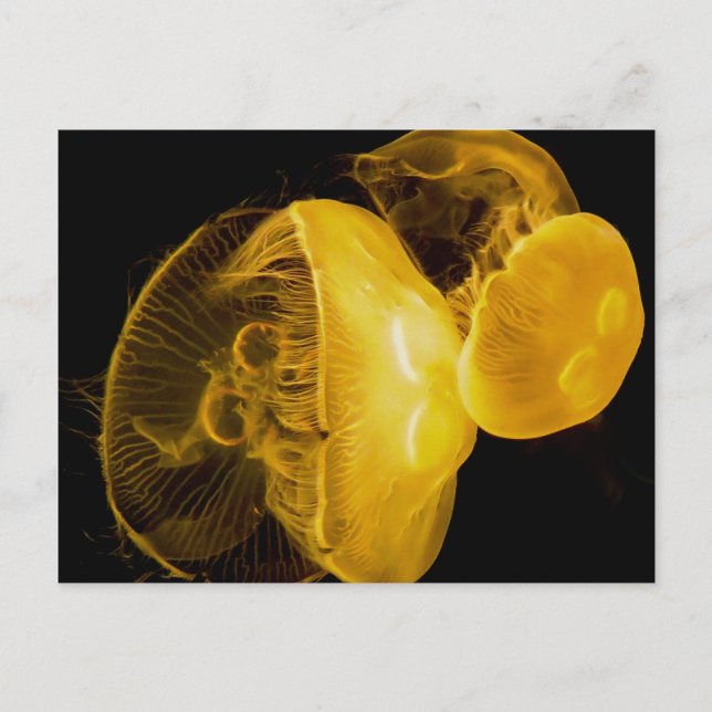 Jellyfish Postcard (Front)