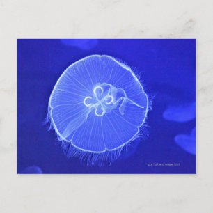 Jellyfish Postcard