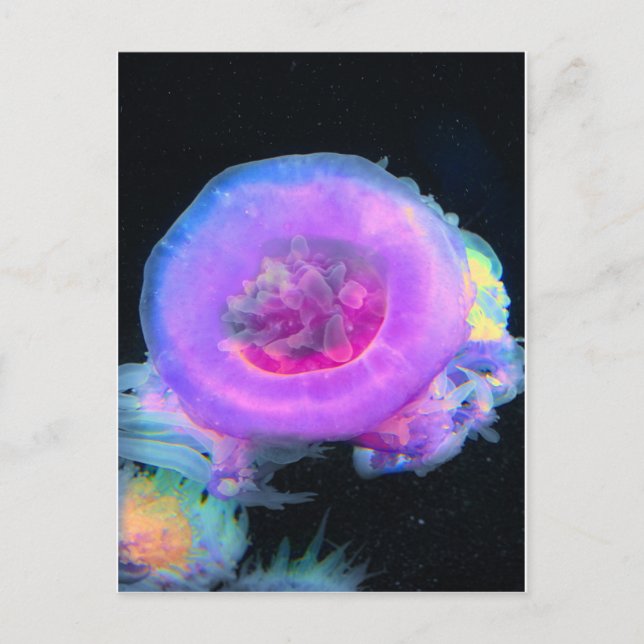 Jellyfish Postcard (Front)