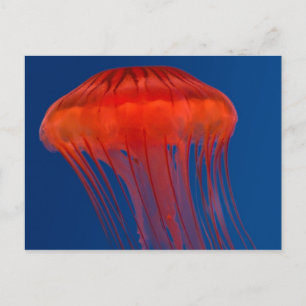 Jellyfish Postcard