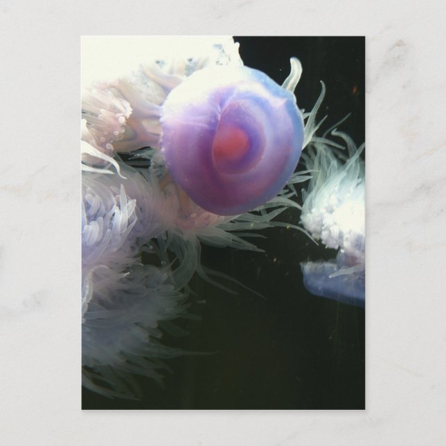 Jellyfish Postcard (Front)
