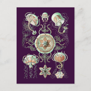 Jellyfish Postcard