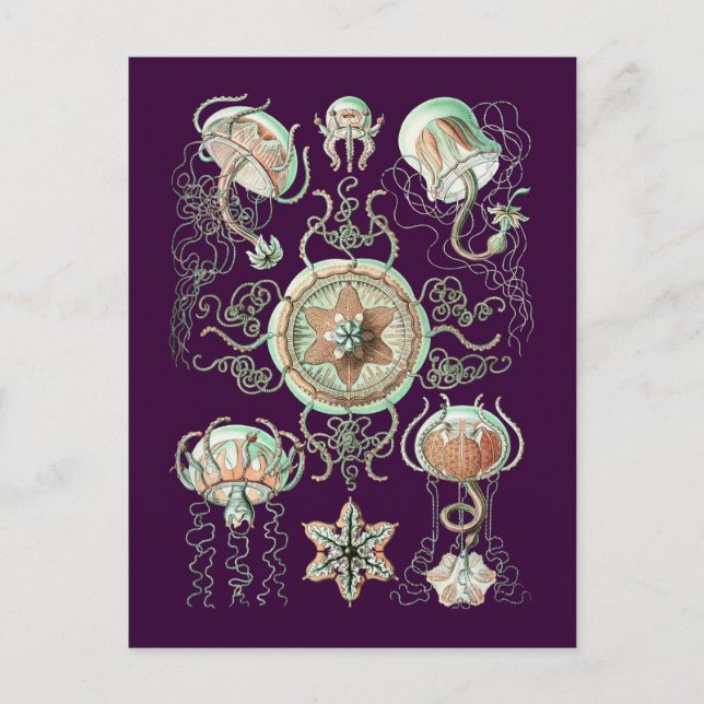 Jellyfish Postcard (Front)