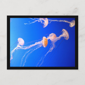 Jellyfish Postcard