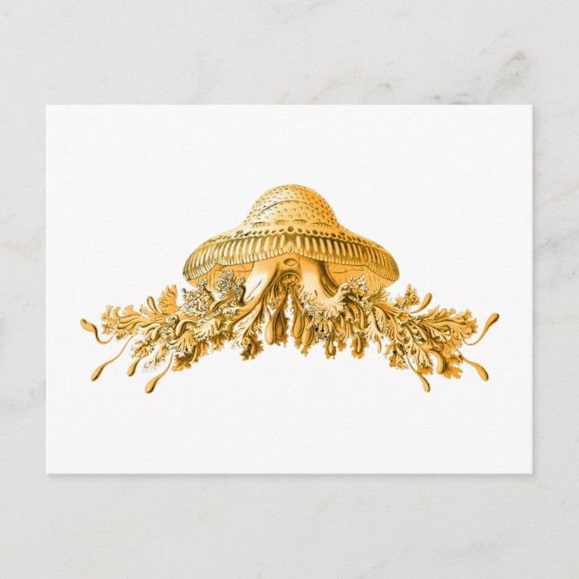 Jellyfish Postcard (Front)