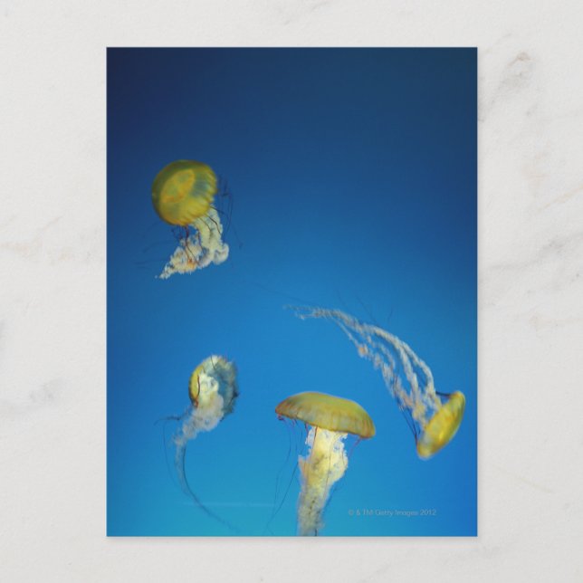Jellyfish Postcard (Front)