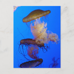 Jellyfish Postcard