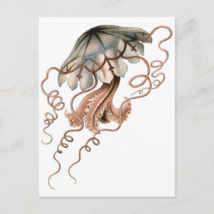 Jellyfish Postcard