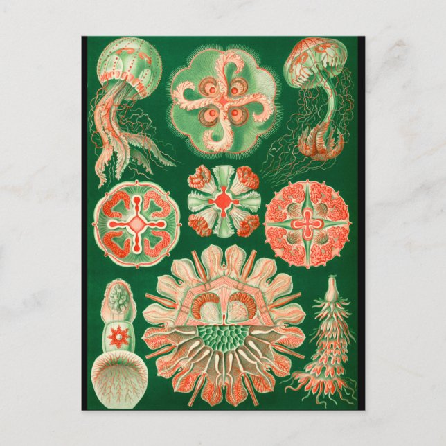 Jellyfish Postcard (Front)