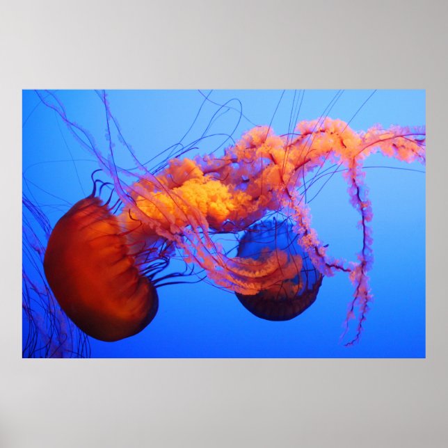 Jellyfish Poster (Front)