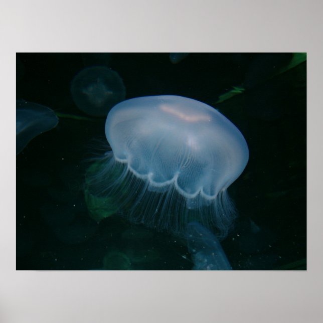 Jellyfish Poster (Front)