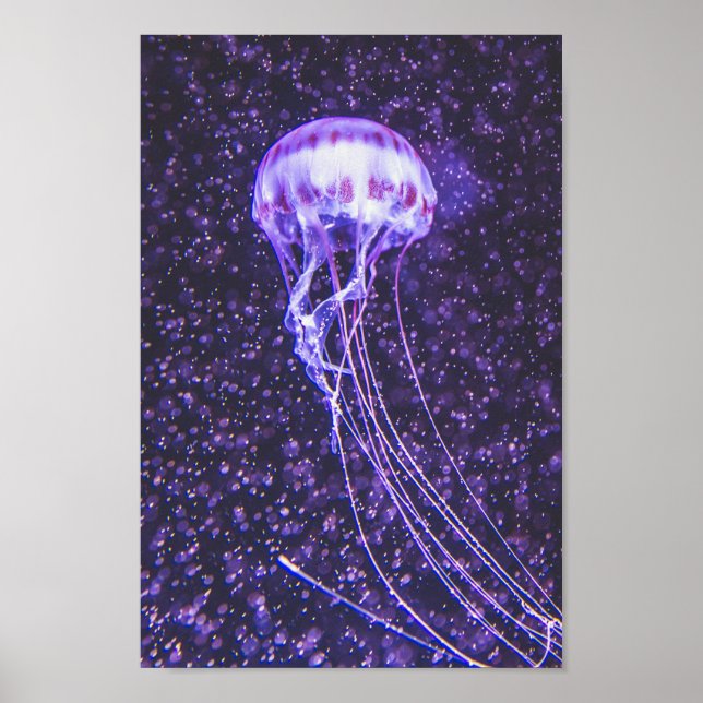 Jellyfish Poster (Front)