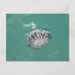 Jellyfish, Santa Cruz Island, California Postcard