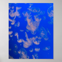 Jellyfish Swimming Photo Ocean