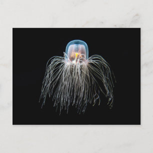Jellyfish (turritopsis nutricula) postcard