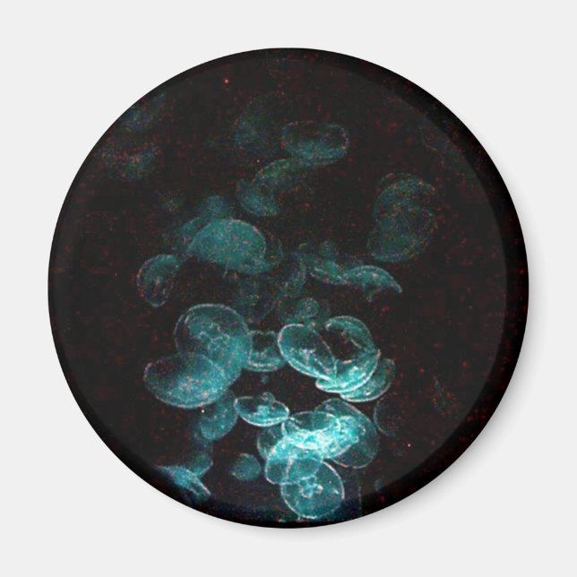 jellyfish under blacklight magnet (Front)