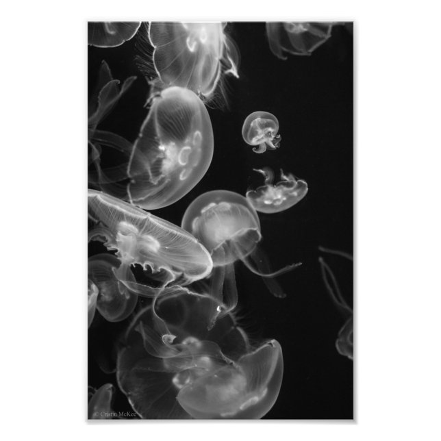 Jellyfish Underwater Photo Print (Front)