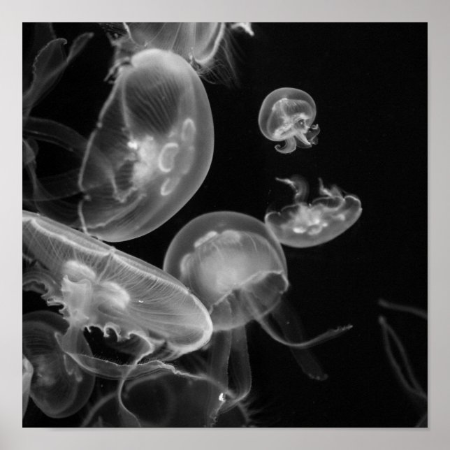 Jellyfish Underwater Poster (Front)