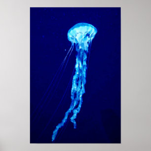 Jellyfish wall art poster print