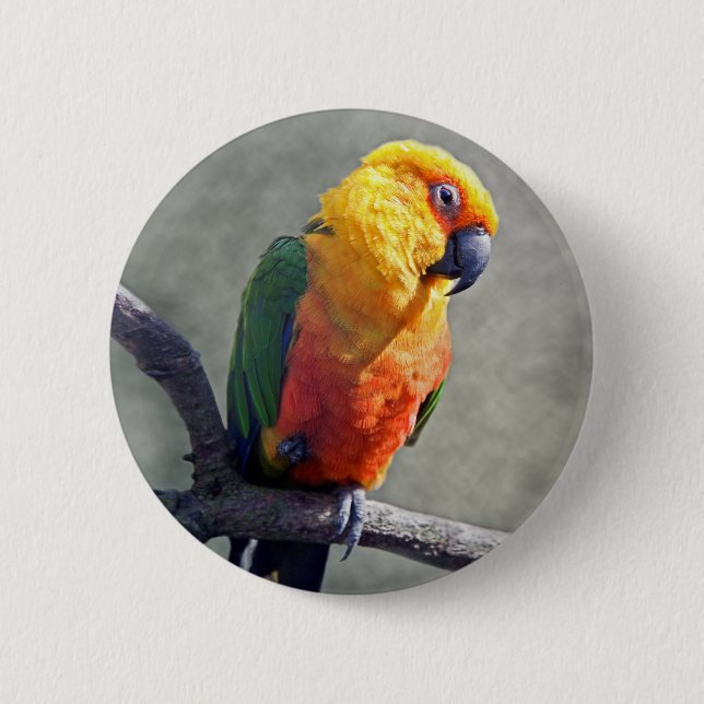 Jenday Conure Badge (Front)