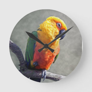 Jenday Conure Clock