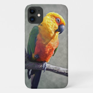 Jenday Conure iPhone 11 Case