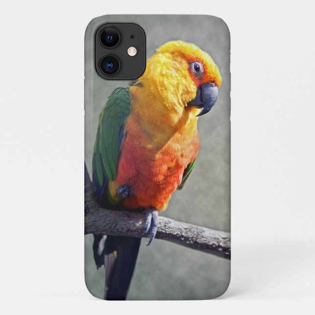 Jenday Conure iPhone 11 Case (Back)