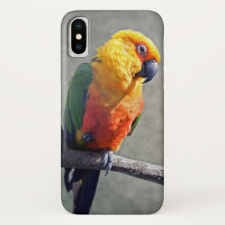 Jenday Conure iPhone X Case