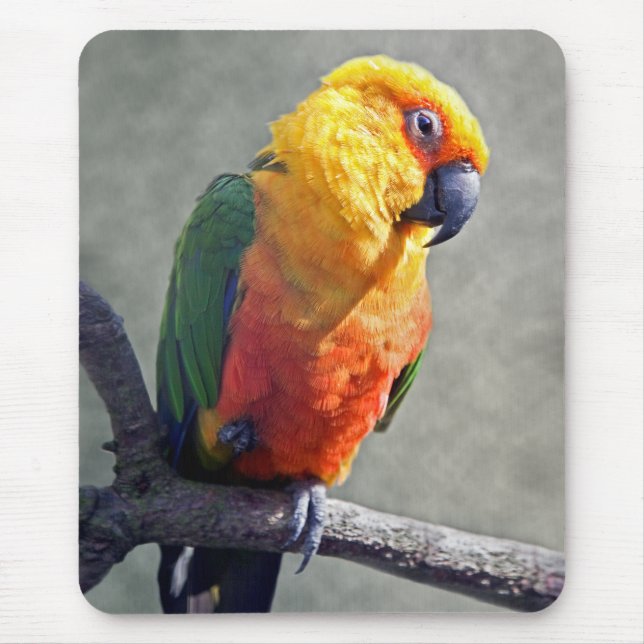 Jenday Conure Mousemat (Front)