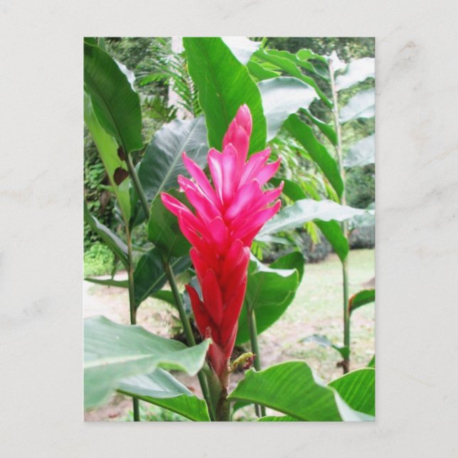 Jengibre rojo (red ginger) postcard (Front)