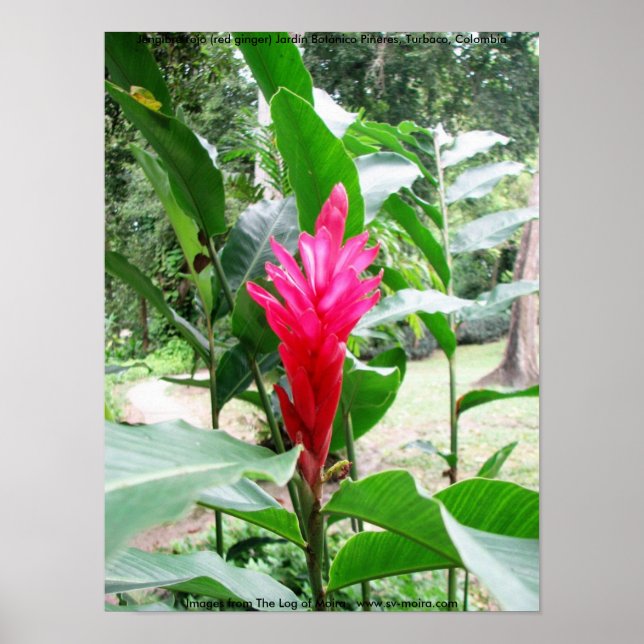 Jengibre rojo (red ginger) poster (Front)