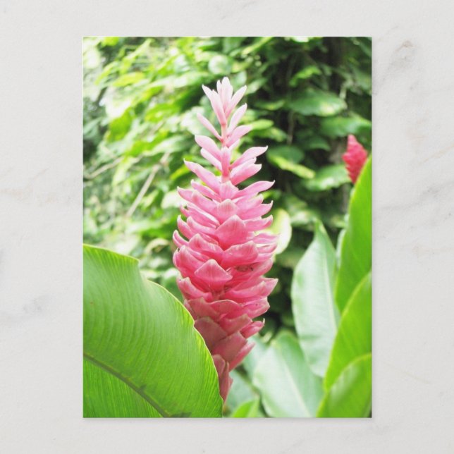 Jengibre rosado (pink ginger) postcard (Front)