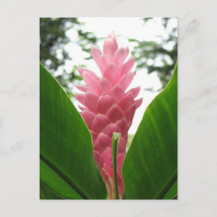 Jengibre rosado (pink ginger) postcard