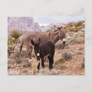 Jenny’s Foal Postcard