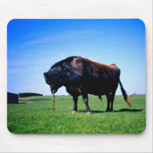 Jersey bull in Jersey, Channel Islands. Mouse Mat