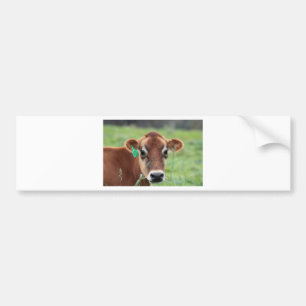 Jersey Cow Bumper Sticker