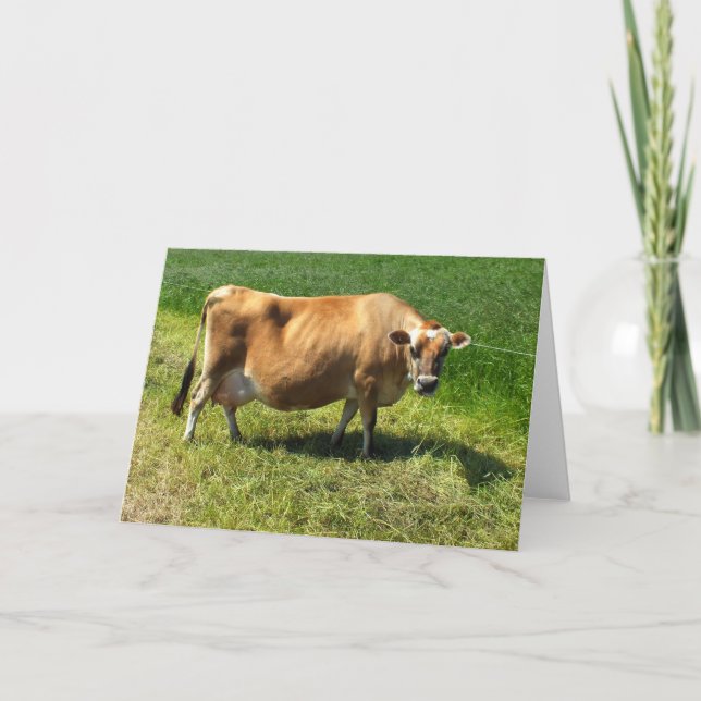 Jersey cow in the Channel Islands Holiday Card (Front)