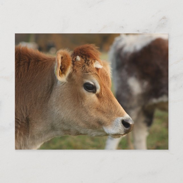 Jersey Cow Postcard (Front)